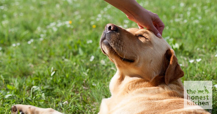 petting a dog