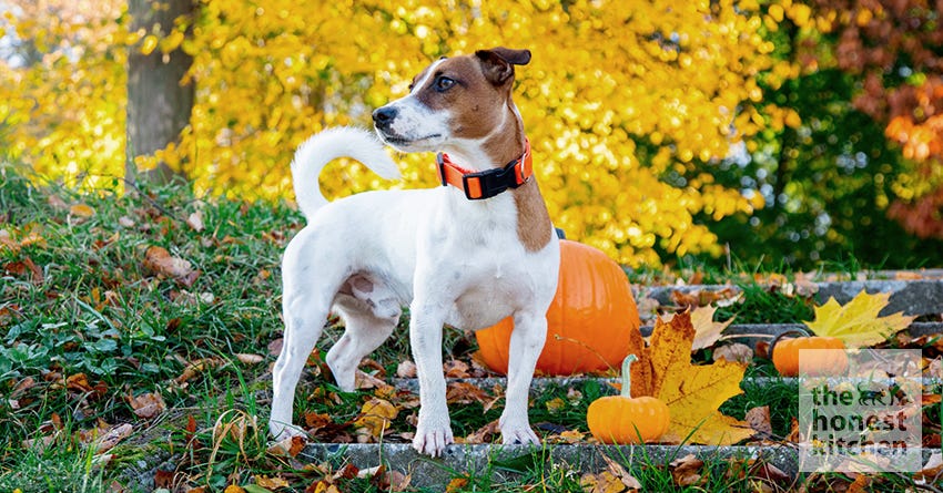 dog pumpkin