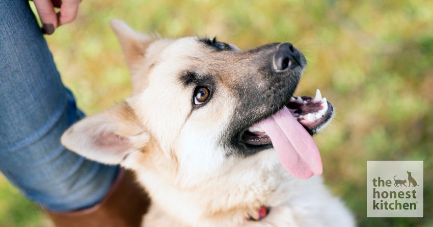 Can Dog Saliva Heal Humans?