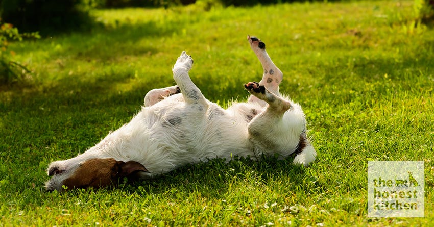 6 Reasons Your Dog Won't Stop Scratching