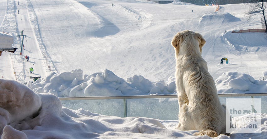 dog ski