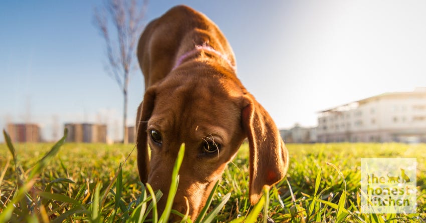 What Your Dog Smells