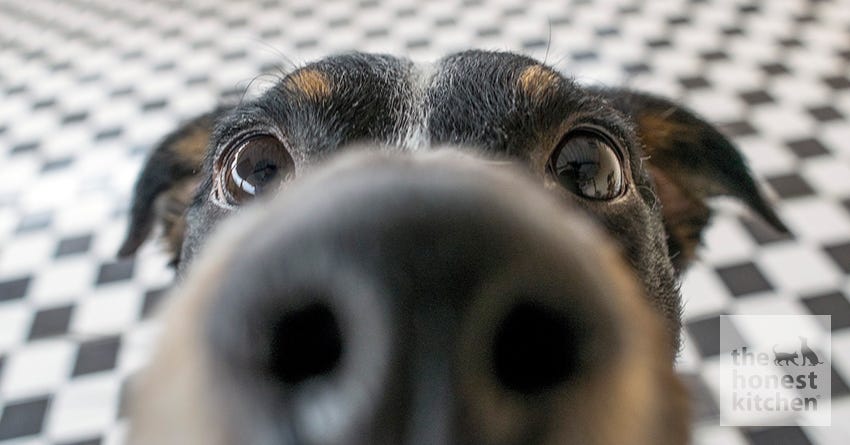 dog sniff