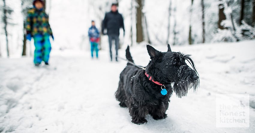 dog snow