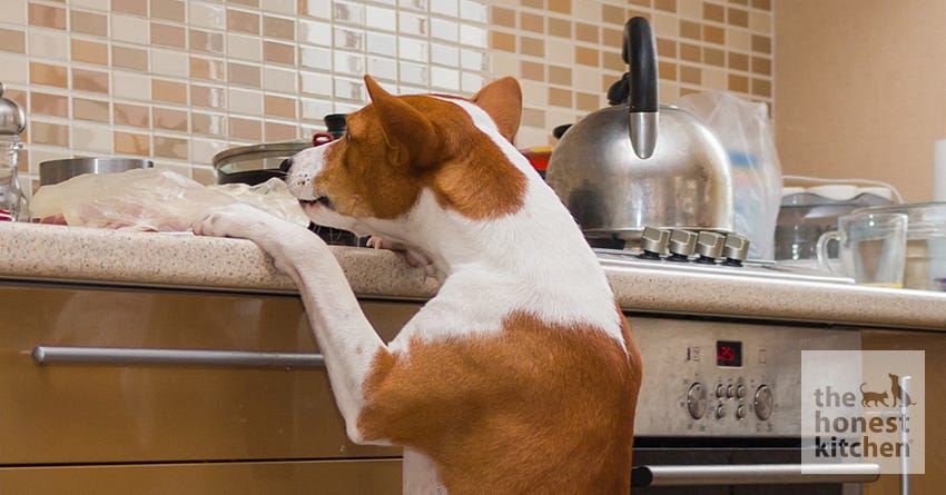 dog steal food
