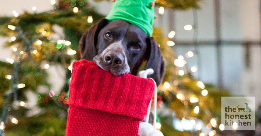 What To Put In Your Dog’s Stocking