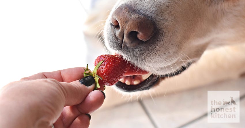 dog strawberry