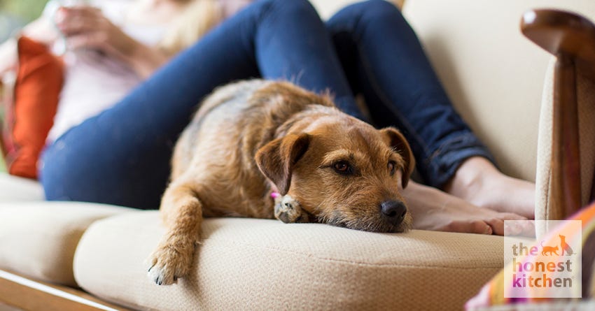 Why Your Pet is Such a Stress Reliever