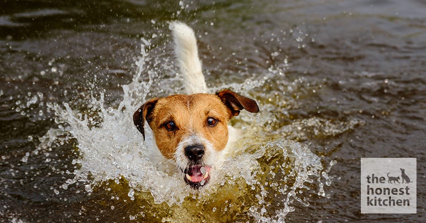 Keeping Your Dog Safe in the Water