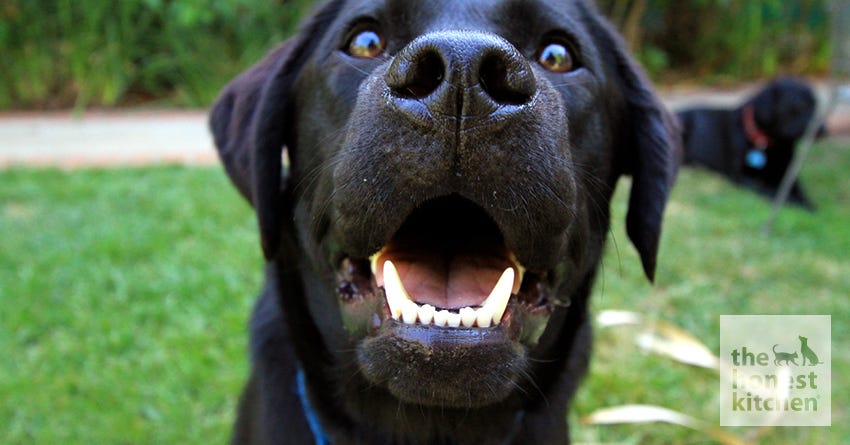 7 Tips for Brushing Your Dog's Teeth