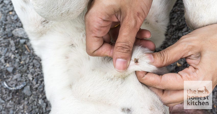 dog tick lyme disease