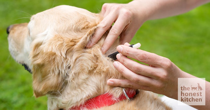 dog tick lyme disease