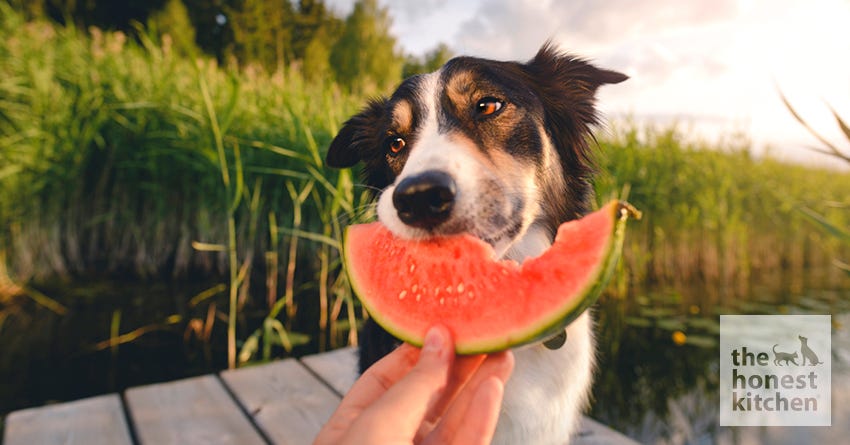 dog watermelon