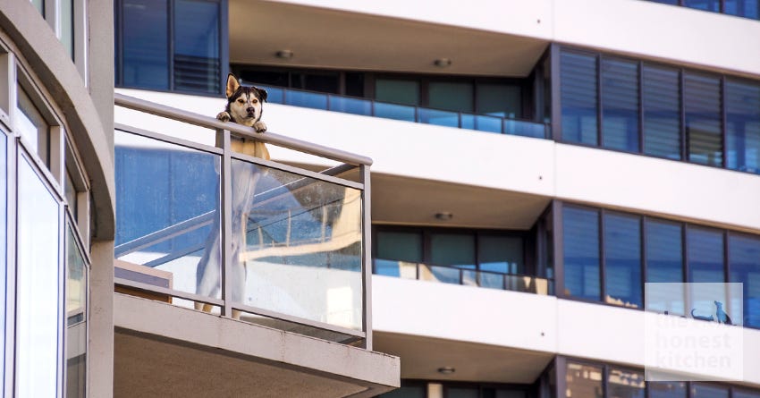 Tip n' Tricks for Raising a Dog in an Apartment