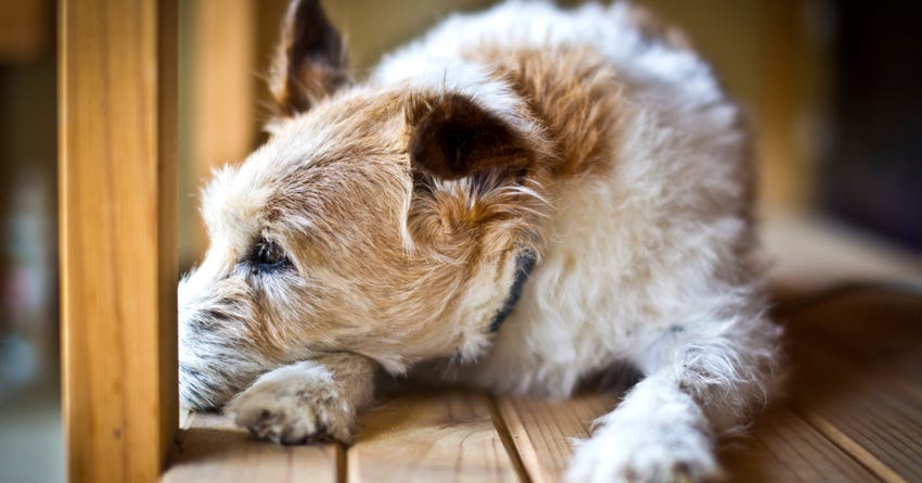 7 Frequently Asked Questions About Canine Osteoarthritis