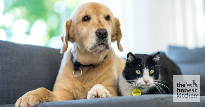 Diabetes in Dogs and Cats