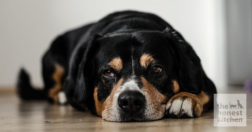 Holistic Items You Need in Your Canine First Aid Kit