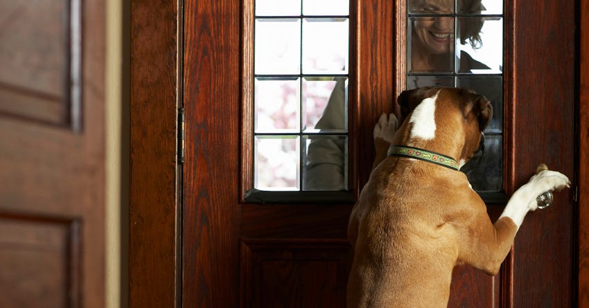 Easy Tips to Teach Your Dog “Don't Jump”