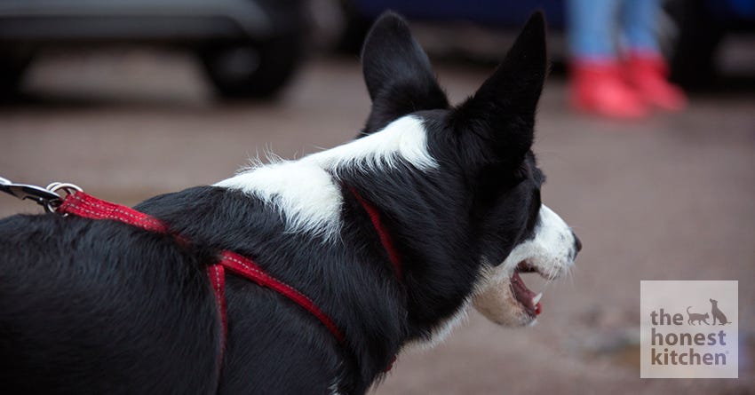 Picking the Right Dog Collar/Harness