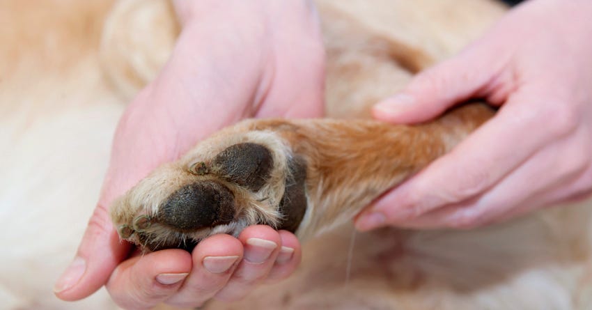 Dog Massage Benefits & Tips