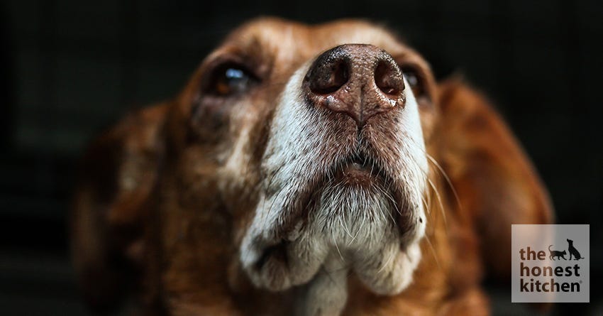 Expert Tips and Tricks for Pilling Your Dog