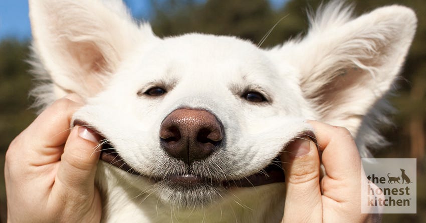 Don't Stress; Enjoy Your Dog!
