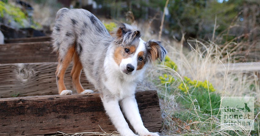 Expert Tips on Canine Stretching
