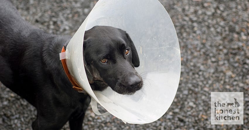 Before and After Your Dog's Surgery