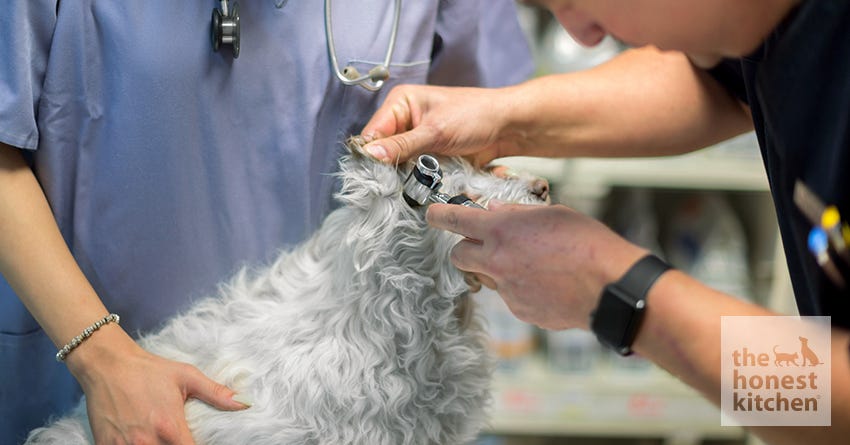 Tips for Keeping Your Pet Calm at the Vet
