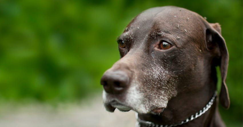 Everything You Need To Know About Heartworm