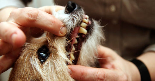How to Clean Your Dog’s Teeth [+ 7 Tips to Naturally Keep Them Healthy]
