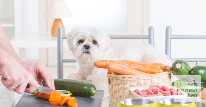 Elimination Diets For Dogs and Cats: A Helpful Guide To Food Allergy Identification in Pets