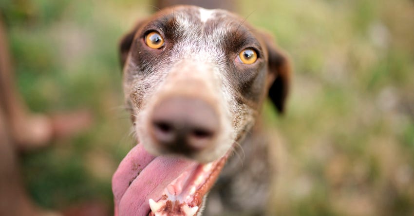 dog tell time