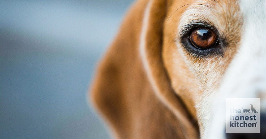 How to Treat Canine Eye Irritation