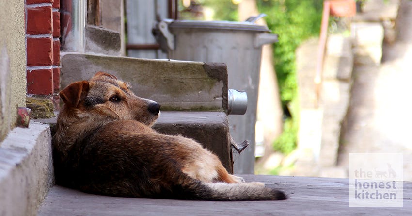 What Are Feral Dogs?