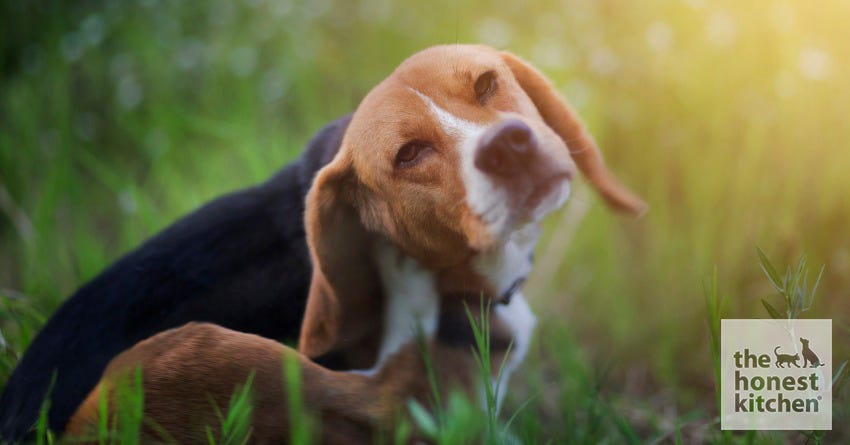 12 Tips for Beating Fleas Naturally