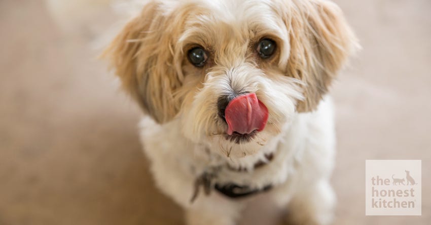 Teaching Your Dog Good Food Manners