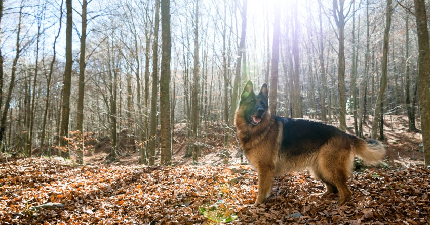 6 Loyal Dog Breeds