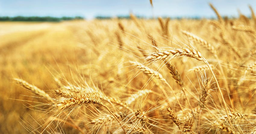 Gluten and grain allergies in dogs