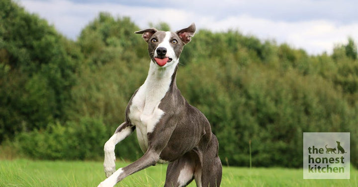 greyhound