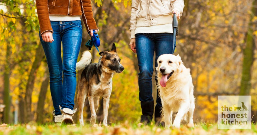 Group Dog Walks Are Great Fun (When Done Well)