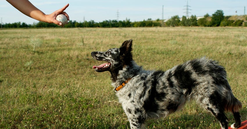 8 Reasons to Call a Dog Trainer