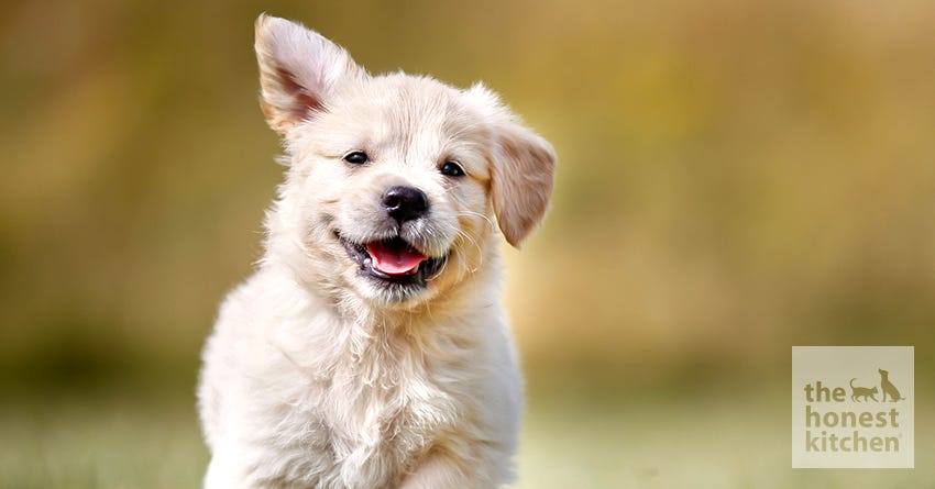 happy puppy