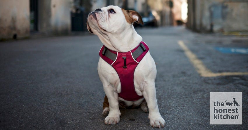 How to Fit a Dog Harness
