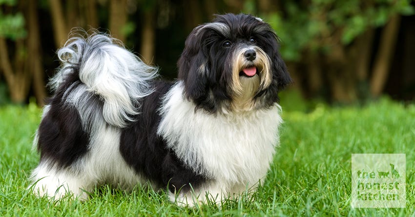 havanese
