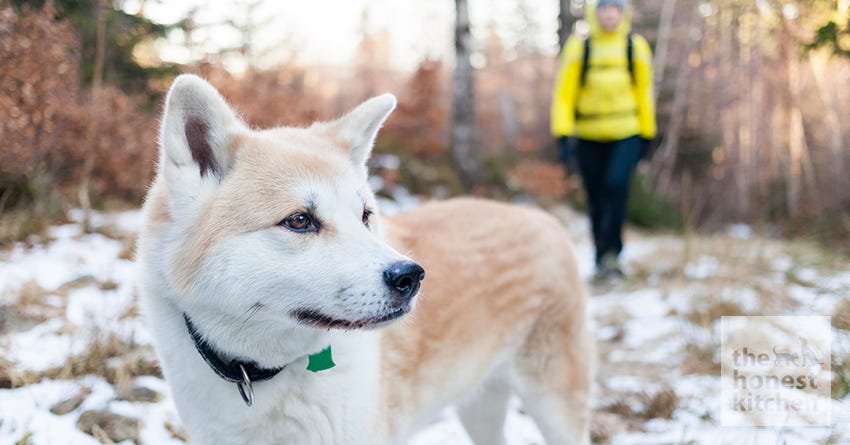 Winter Sports to Enjoy with your Dog