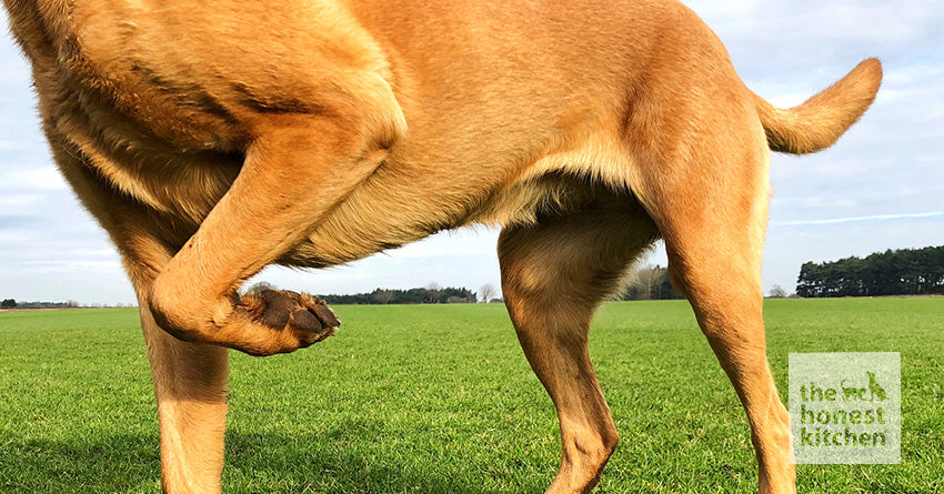 Best Food for a Dog’s Hip and Joint Health