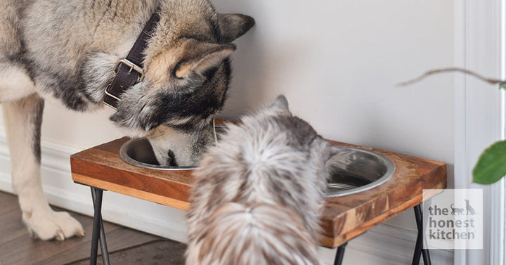 Two dogs eating from a standing dog bowl holding two bowls full of food