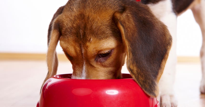 Rotational Feeding for Dogs & Cats: Benefits and How-To Switch Food
