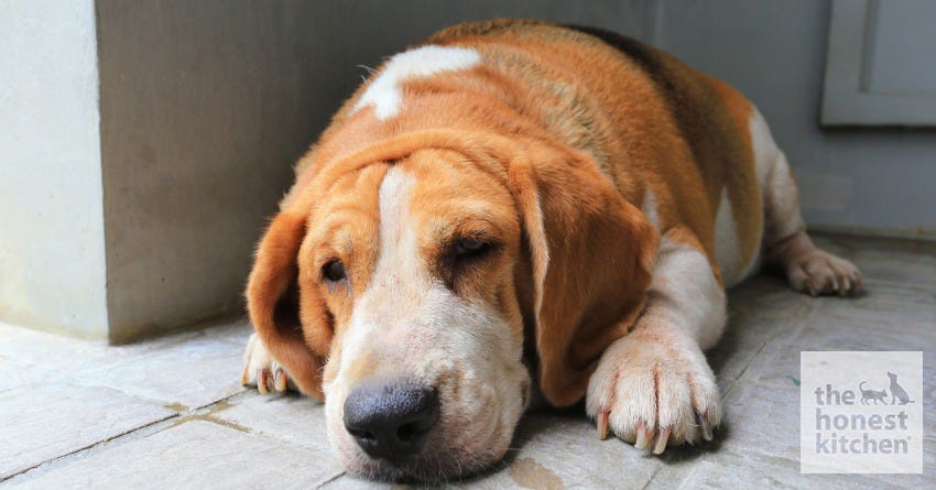 Hypothyroid Condition in Dogs